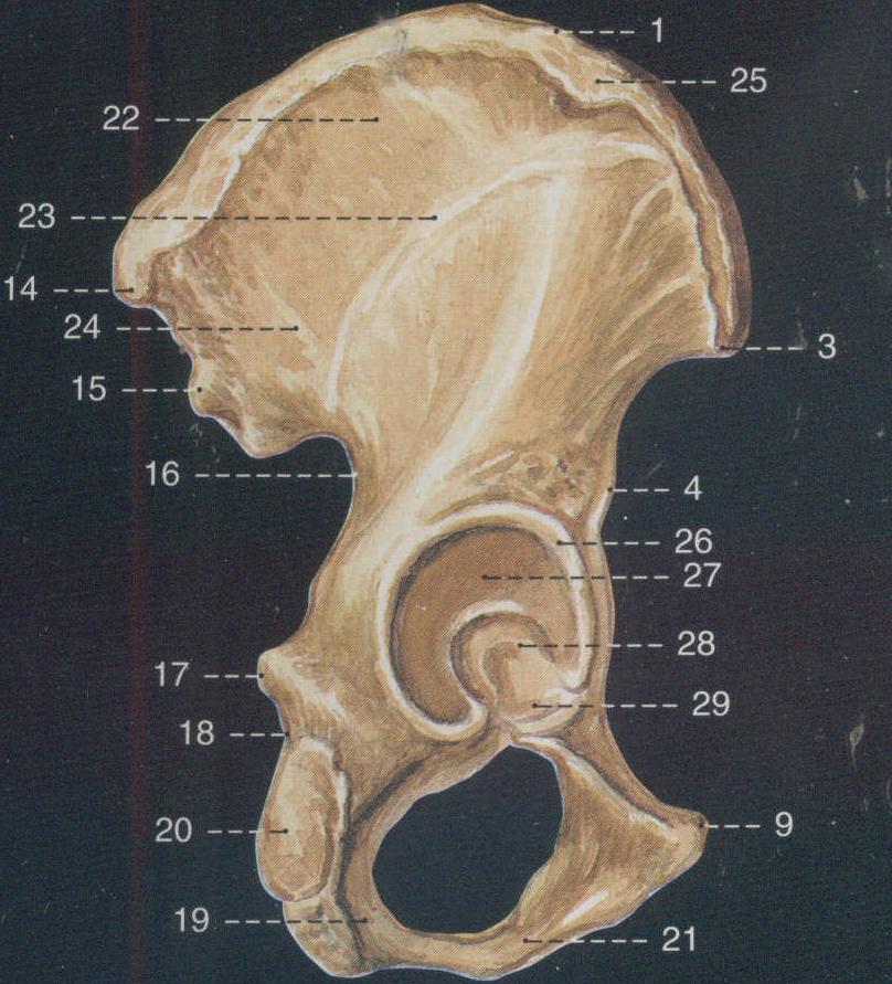 anterior ramus图片